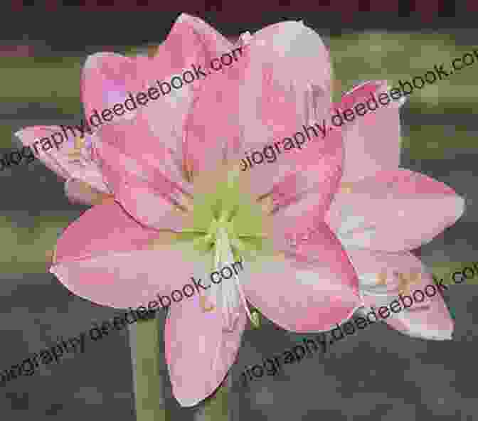 A Delicate Pink Free To Breathe Amaryllis With A Touch Of Yellow In Its Throat Free To Breathe (Amaryllis 3)