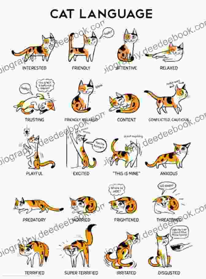 A Diagram Of Cat Body Language, Showing The Different Positions Of The Ears, Tail, And Body To Indicate Different Moods And Intentions. 100 Ways To Understand Your Cat