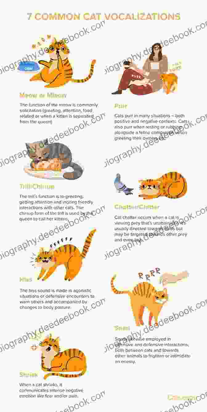 A Diagram Of Cat Vocalizations, Showing The Different Sounds That Cats Make And Their Meanings. 100 Ways To Understand Your Cat