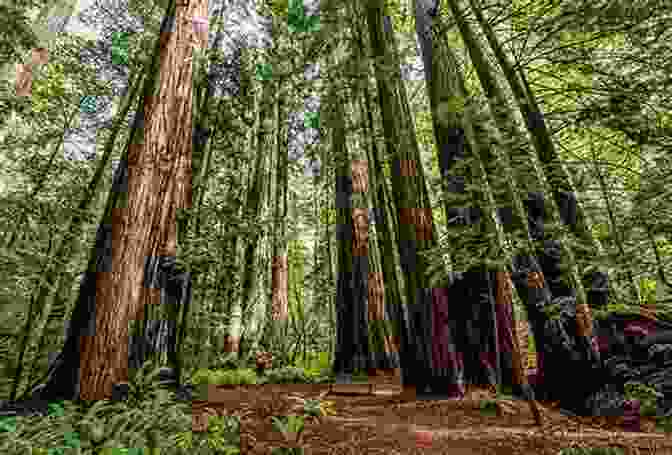 A Grove Of Towering Redwood Trees In A Lush Forest In The Land Of Giants: A Journey Through The Dark Ages