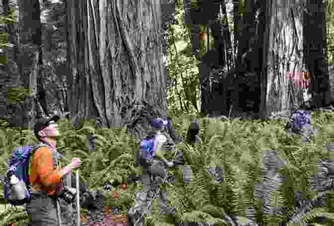A Hiker Dwarfed By A Towering Redwood Tree, Backpacking Through A Forest In The Land Of Giants: A Journey Through The Dark Ages