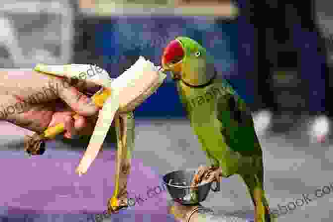 A Parakeet Eating A Treat From A Person's Hand A Beginners Guide To Parakeets