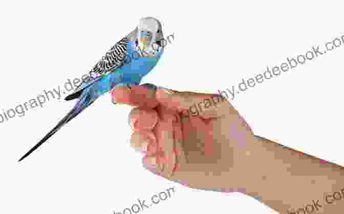 A Person Gently Interacting With A Parakeet Perched On Their Finger, Both Enjoying The Affectionate Moment. Quick Easy Parakeet Care Nikki Moustaki