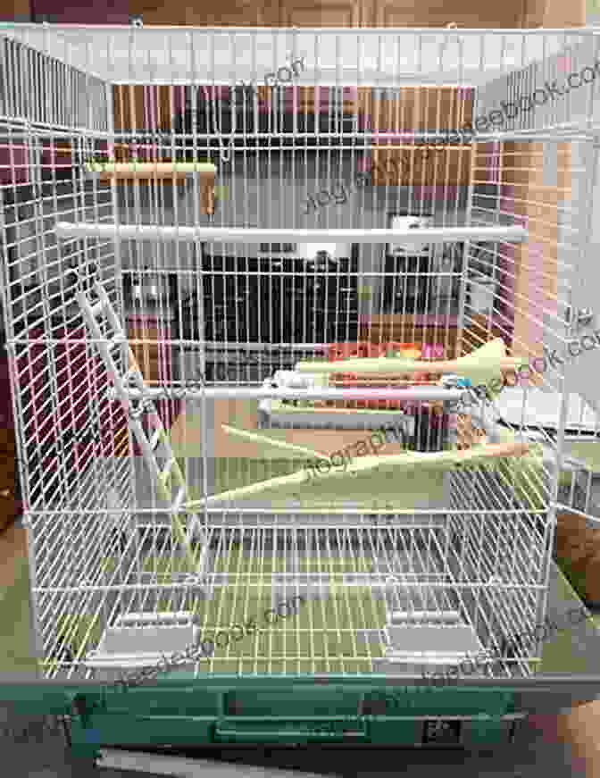 A Spacious Parakeet Cage, Complete With Perches, Toys, And A Cozy Nest Box. Quick Easy Parakeet Care Nikki Moustaki