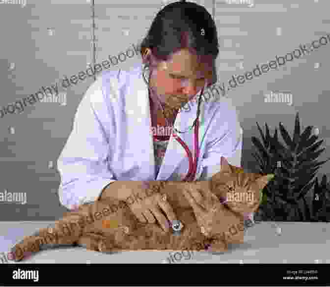 A Veterinarian Examining A Cat At Tabby Tails Cat Rescue Living With 60 Cats: Tales From Tabby Tails Cat Rescue