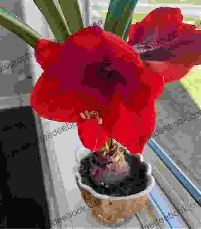 A Vibrant Red Free To Breathe Amaryllis In Full Bloom Free To Breathe (Amaryllis 3)