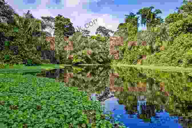 Amazon Rainforest, Manaus, Brazil Coconuts And Crocodiles: Brazil In 21 Days