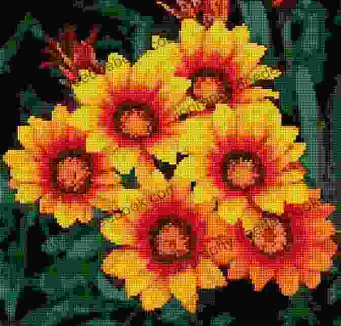 Brenda Sanders Sunlit Daisies Cross Stitch Pattern Featuring Vibrant Daisies In Various Stages Of Bloom 10 Flower Cross Stitch Patterns Brenda Sanders