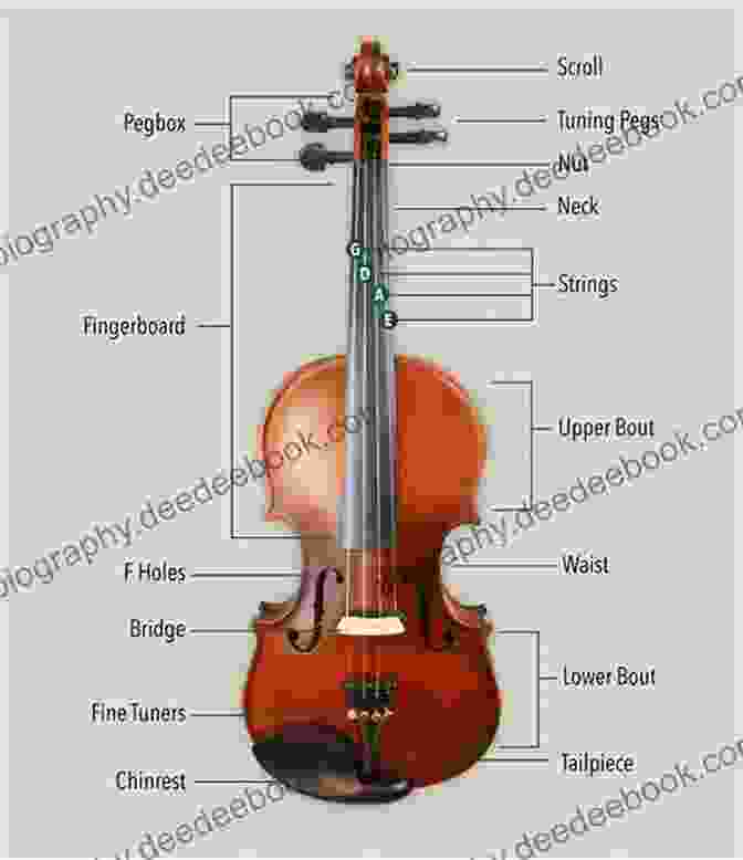 Diagram Of A Violin Showing Its Different Parts Violin For Dummies 2nd Edition