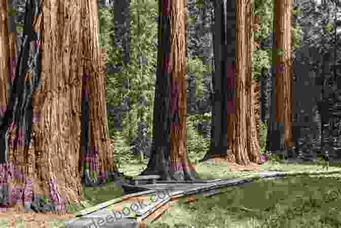Giant Sequoia Trees Towering Over A Forest In The Land Of Giants: A Journey Through The Dark Ages