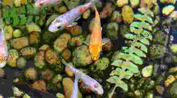 Koi Fry Thriving In A Carefully Managed Rearing System Koi Artificial Breeding Boris Gomelsky