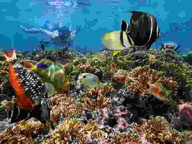 Snorkeling With Colorful Fish In The Pacific Ocean The Rising Tide: Among The Islands And Atolls Of The Pacific Ocean