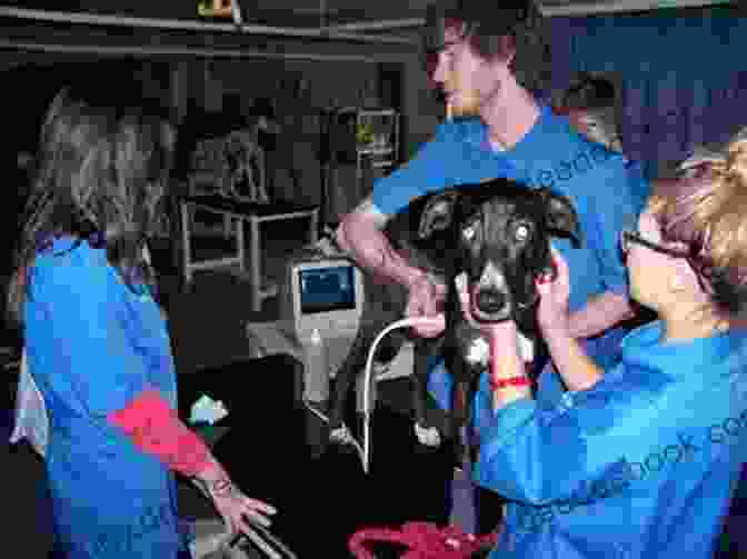 Veterinary Students In A Classroom A Vet S Life: Fifty Years Caring For Animals