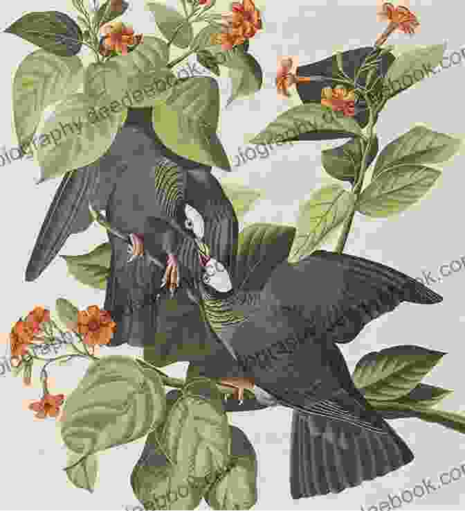 White Crowned Pigeon By John James Audubon, Showcasing Its Intricate Plumage, Prominent Crest, And Gentle Expression. Counted Cross Stitch Pattern: White Crowned Pigeon Bird By John James Audubon PROFESSIONALLY EDITED Image (Audubon Bird Series)