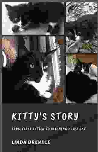 KITTY S STORY: FROM FERAL KITTEN TO REIGNING HOUSECAT